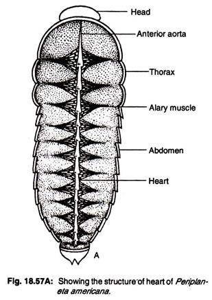 Structure of heart of periplaneta americana